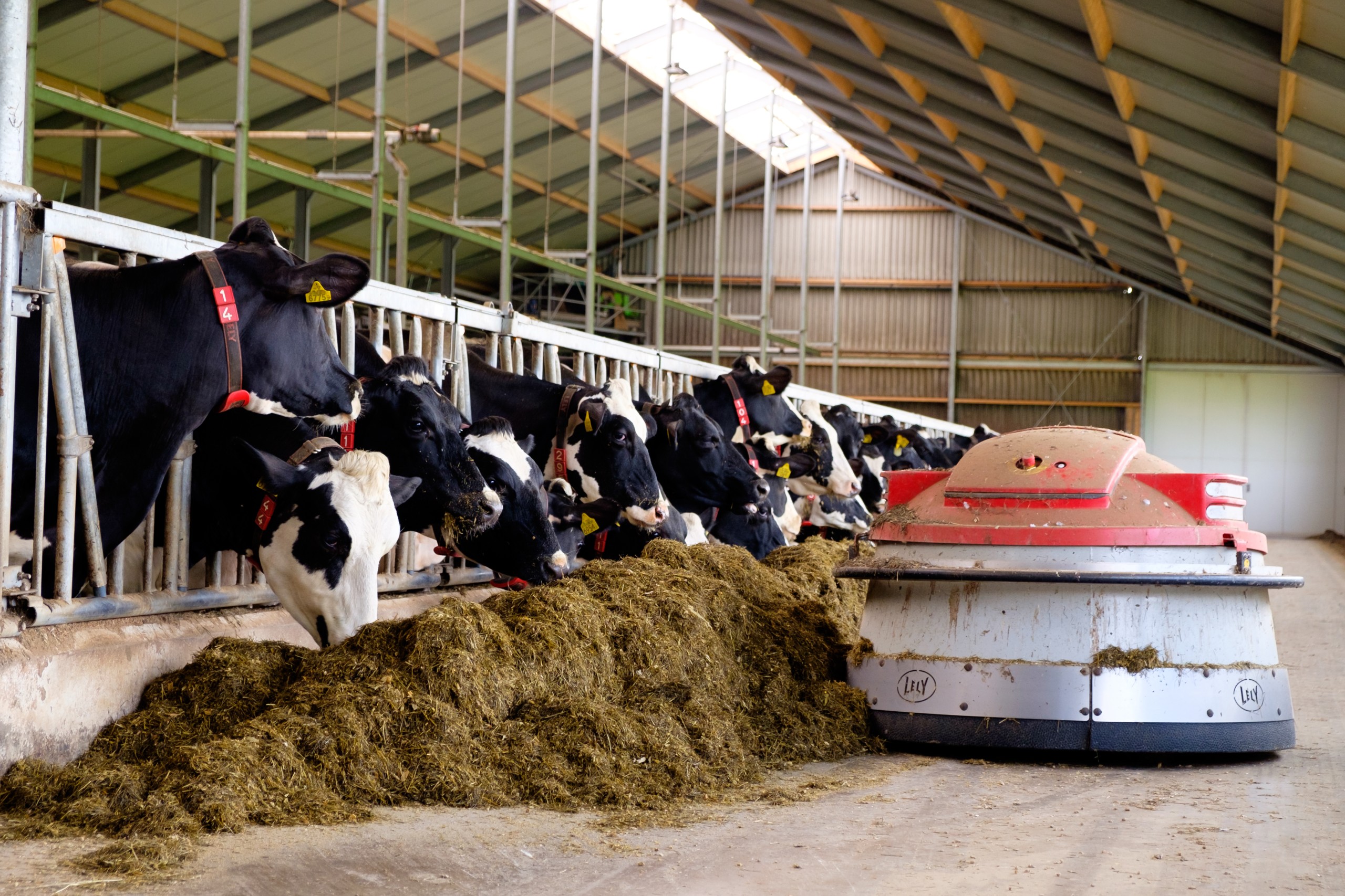Onderlinge (83 van 135) Koeien in de stal